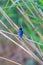 Barn SwallowÂ on a Reed Hirundo rustica